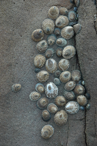 Moonstone Beach 026.jpg